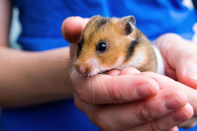 Guys, Why do hamsters think theyre so tough?
