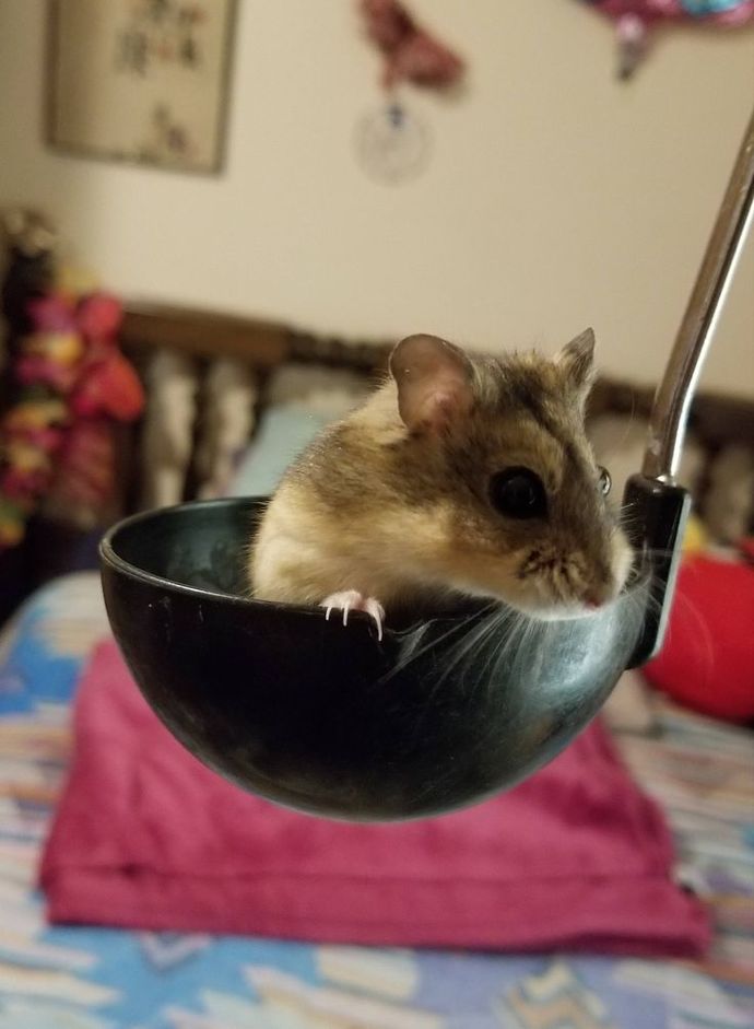 Guys, Why do hamsters think they're so tough? GirlsAskGuys