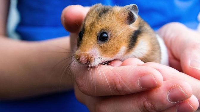 Guys, Why do hamsters think they're so tough?