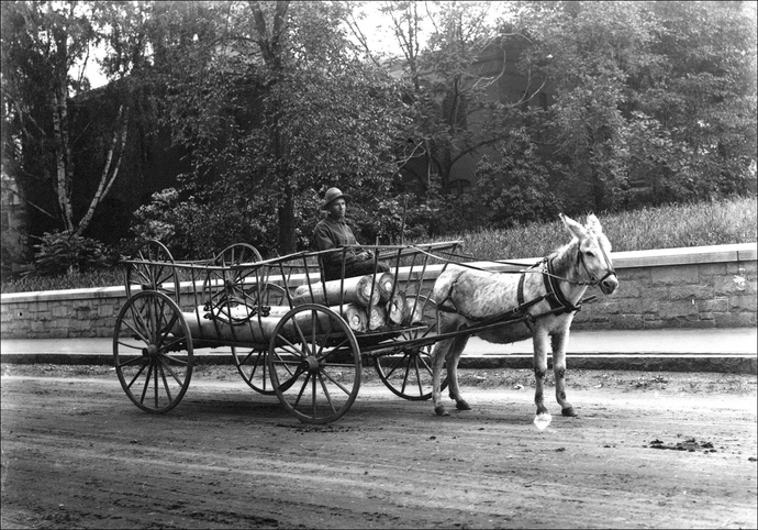 Guys, Do you know anyone who gets around town by mule?
