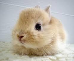 Can you say something mean about this bunny?
