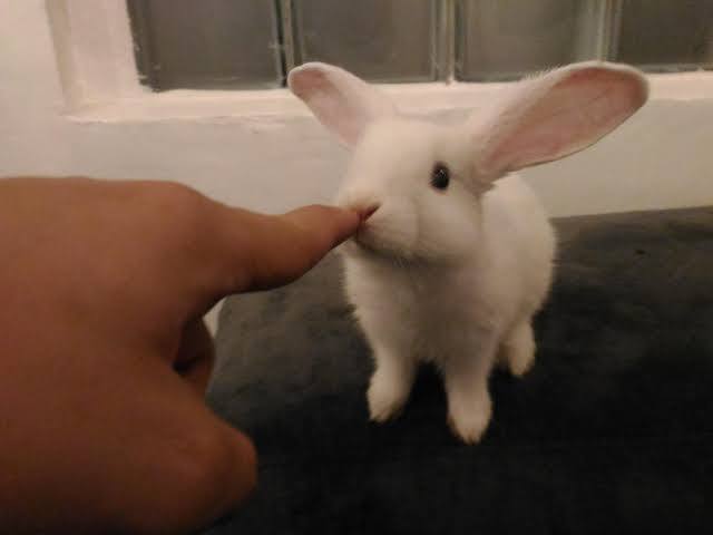 Can you say something mean about this bunny?