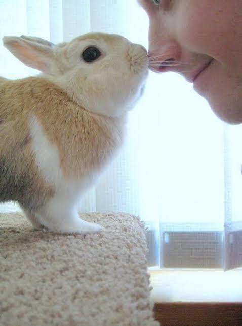 Can you say something mean about this bunny?