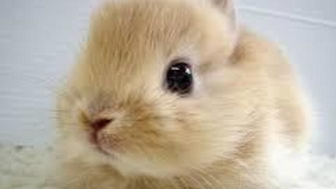 Can you say something mean about this bunny?