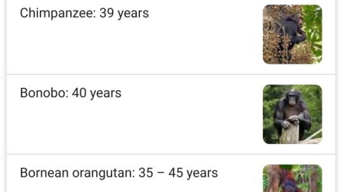 How does evolution exist if Apes only have an average lifespan of 50 years?