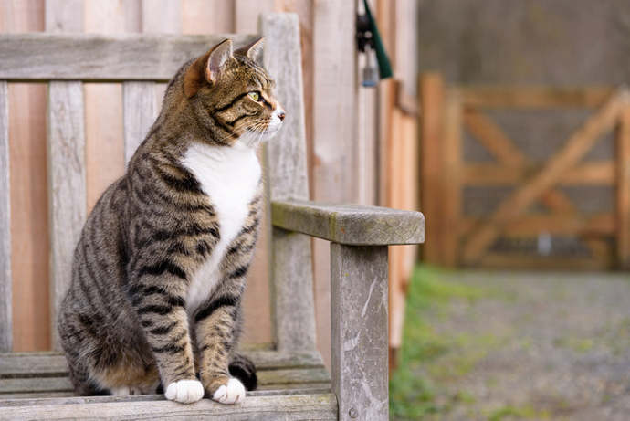 Moving with outdoor cats?