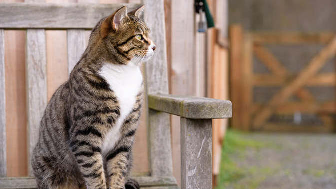 Moving with outdoor cats?