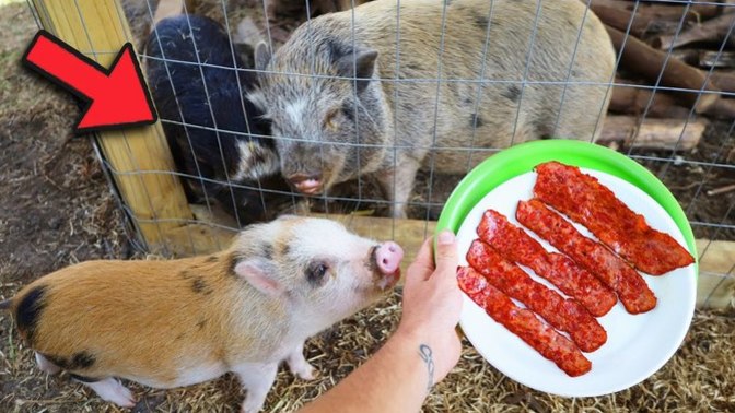 If you feed a pig bacon is it animal cruelty?