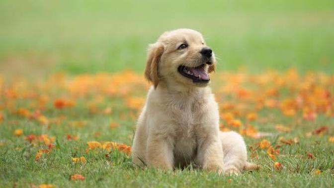 Do you name your pets after food?