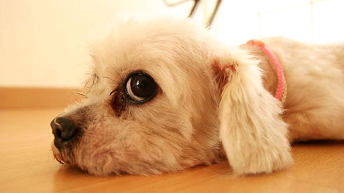 How much do you LOVE your DOG?