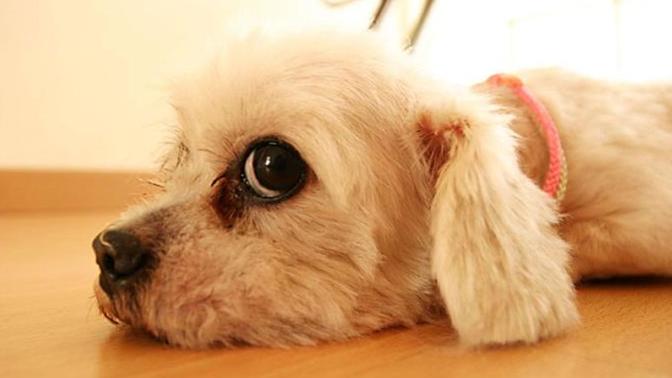How much do you LOVE your DOG?