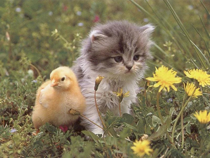 Guys, do you like my new friend?