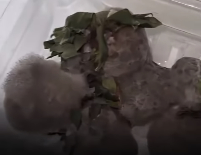 Do these strawberries look delicious?