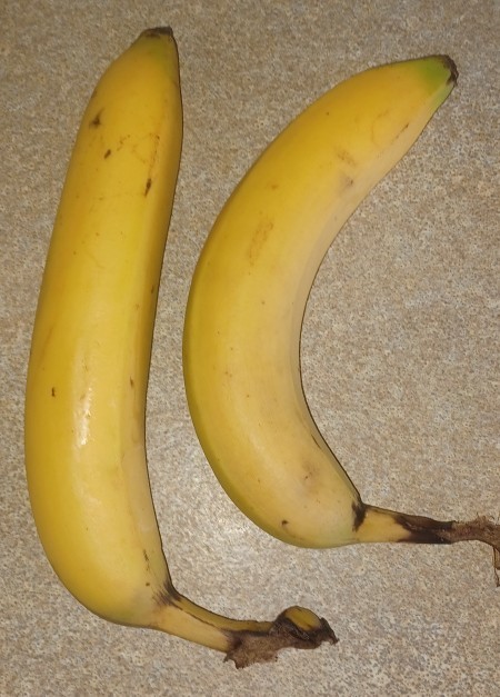 If a banana is bent which way do you put it in your mouth?
