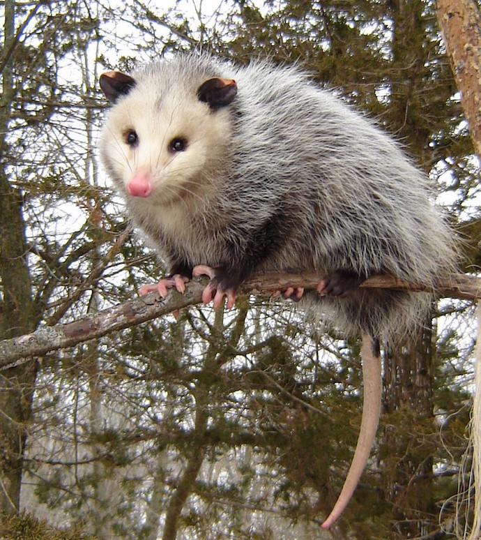 Do you call this animal an opossum or a possum?