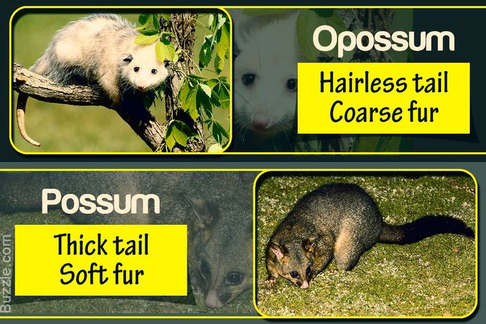 Do you call this animal an opossum or a possum?