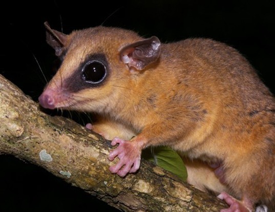 Do you call this animal an opossum or a possum?