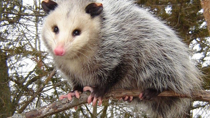 Do you call this animal an opossum or a possum?