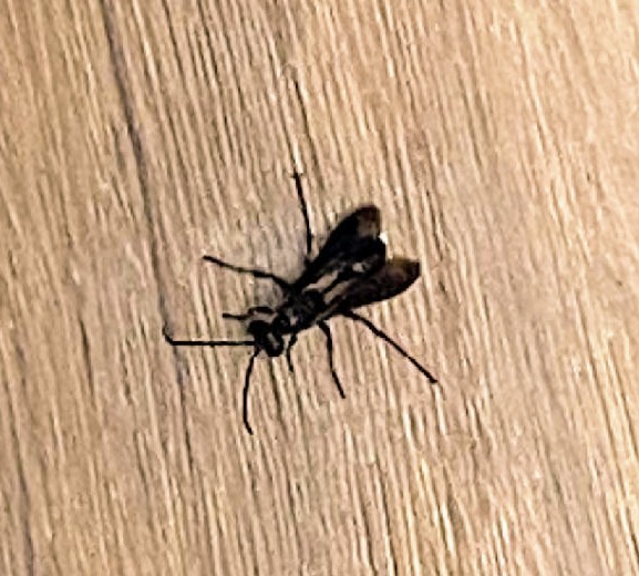 What kind of insect is this?