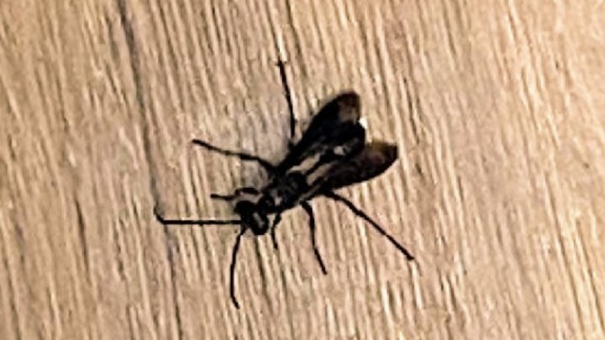 What kind of insect is this?