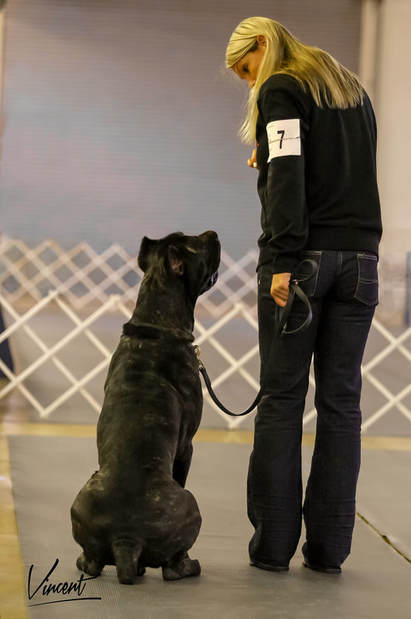 Do you think powerful, strong dog breed are best suitable for strong, tall men?