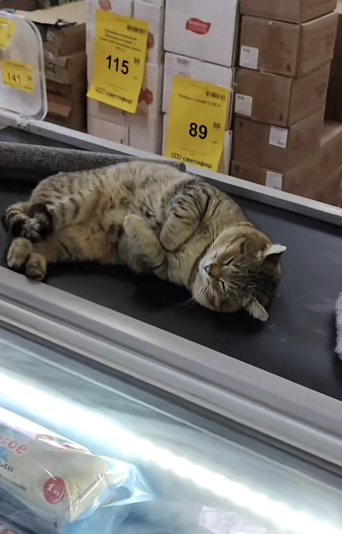 Would you buy this cat?