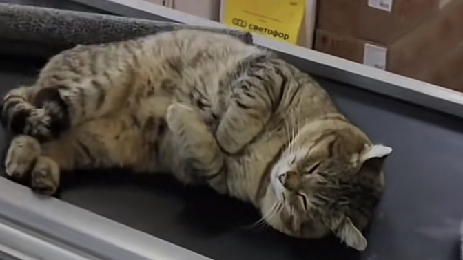 Would you buy this cat?