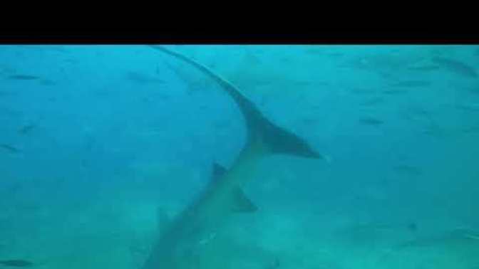 Do you intend to go swimming with sharks, cage free?