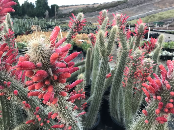 Do you think cacti are beautiful?