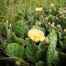 Do you think cacti are beautiful?