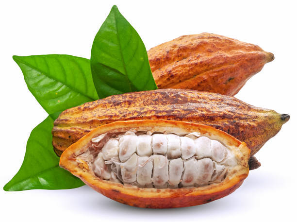 Is cocoa coca, is cocoa coca?