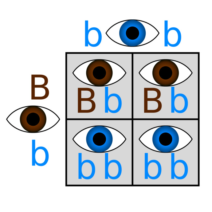 So you can be the carrier of more than one recessive gene?