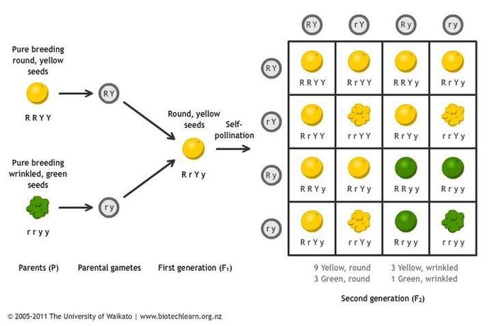 So you can be the carrier of more than one recessive gene?