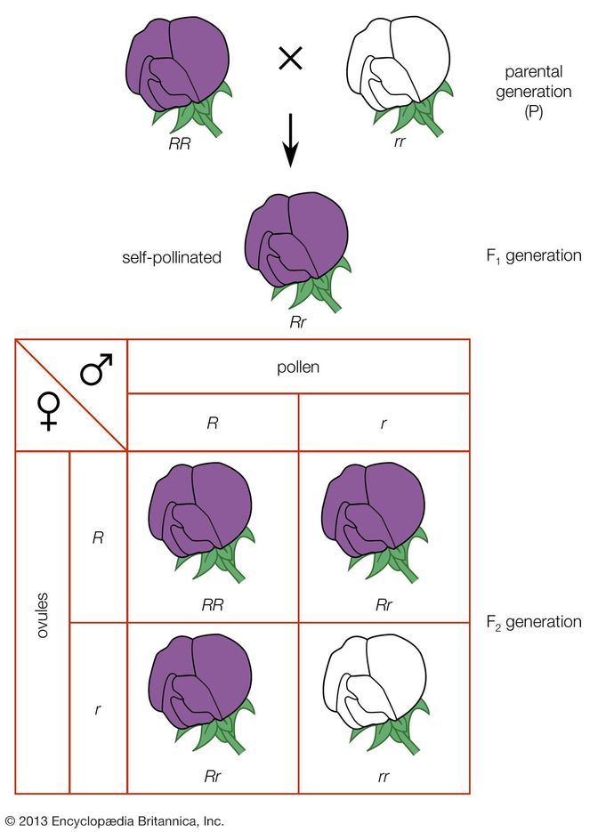 So you can be the carrier of more than one recessive gene?