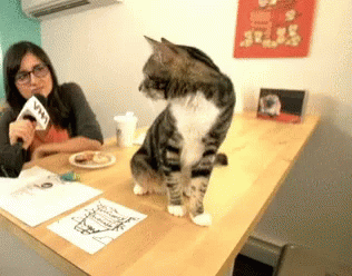What would you do if you saw someone interviewing a cat?
