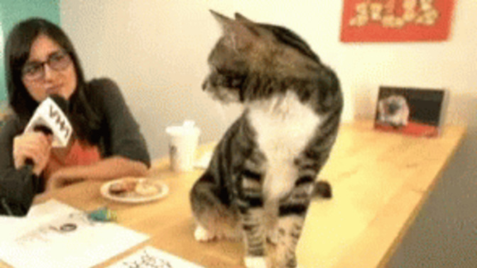 What would you do if you saw someone interviewing a cat?