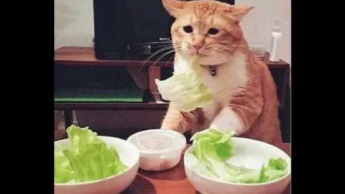 On a scale between 1-5 how healthy would you say you eat on a daily basis?