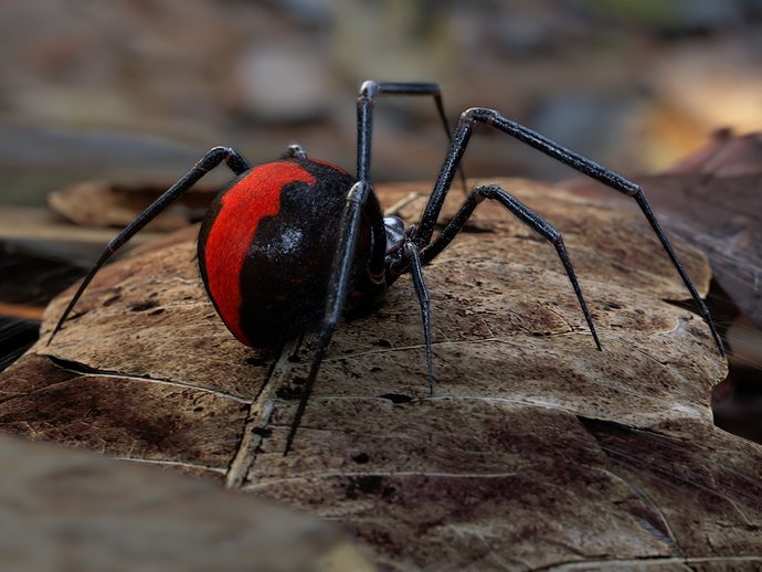If you go to Australia, what would you be most afraid of?