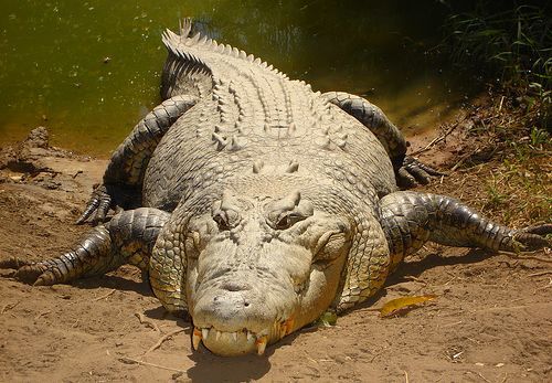 If you go to Australia, what would you be most afraid of?