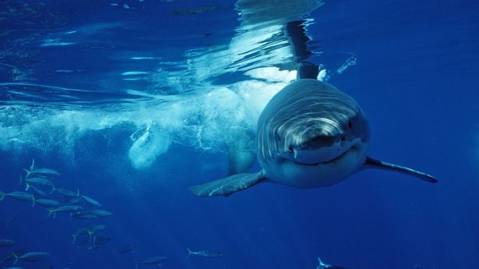 If you go to Australia, what would you be most afraid of?