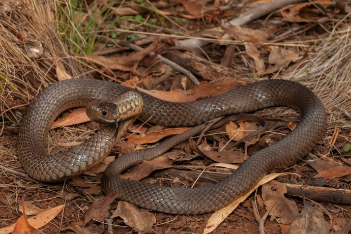 If you go to Australia, what would you be most afraid of?