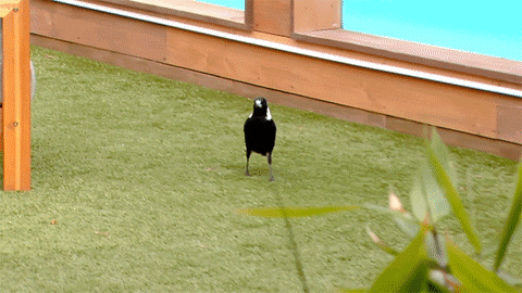 these... magpies