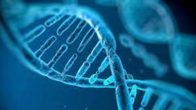 How far back can throwback genes go?