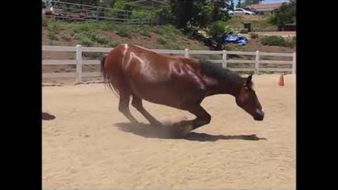 Do you find horse farts funny?
