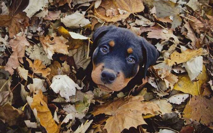 What should I do about my neighbors dog?