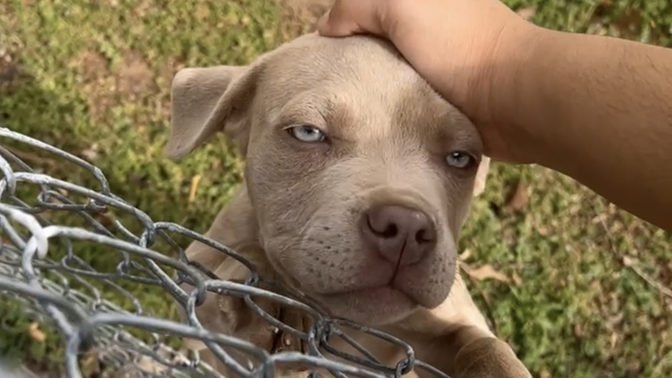What should I do about my neighbors dog?
