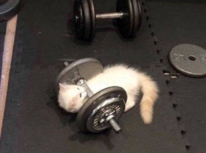 What would you do if you saw a cat working out in the gym?