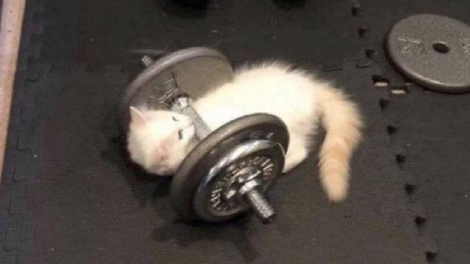 What would you do if you saw a cat working out in the gym?