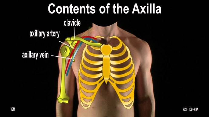 Is there a name for the visible part of the breast that extends up to the clavicle and underarm?