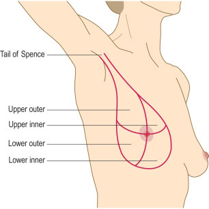 Is there a name for the visible part of the breast that extends up to the clavicle and underarm?